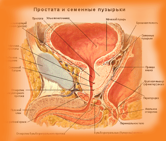 Прямой и непрямой самомассаж простаты
