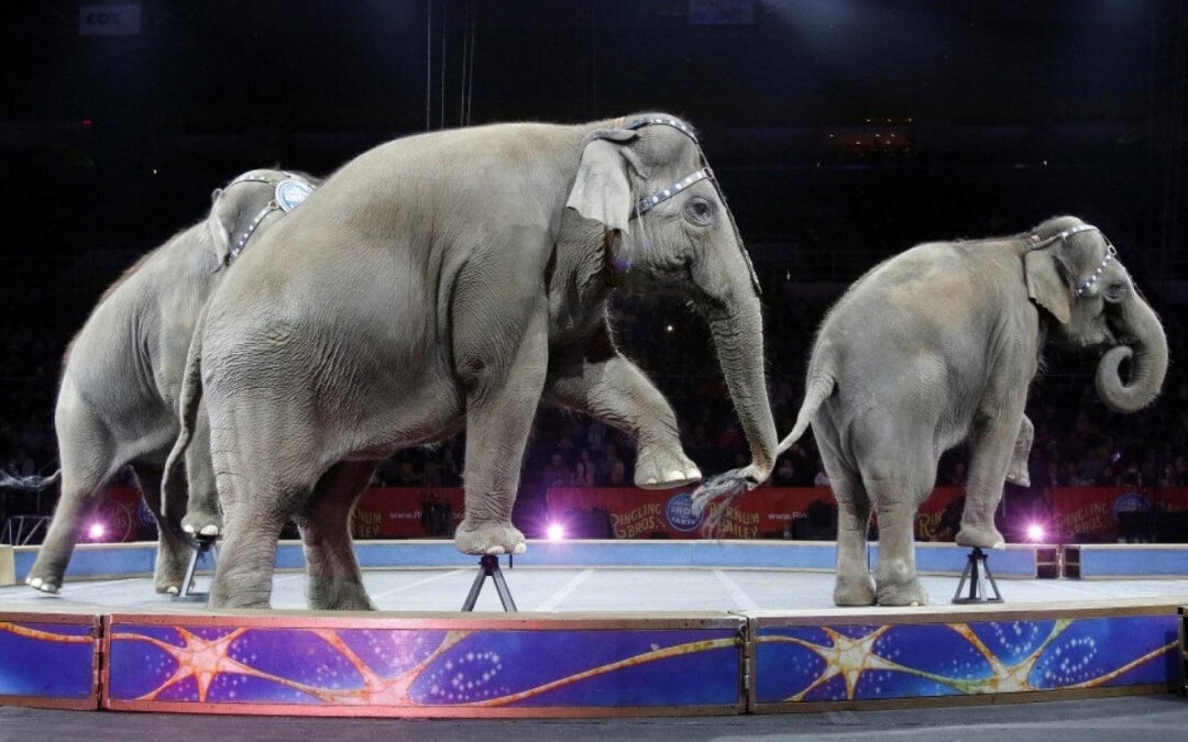 Просто танцующие слоны из интернета, не те, исторические