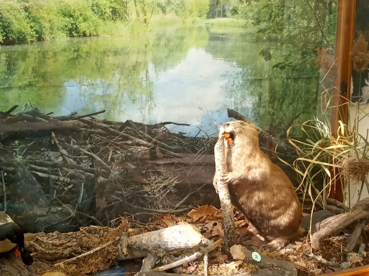 Фото: Мосприрода