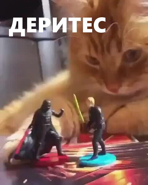 Коты тоже играют с игрушками