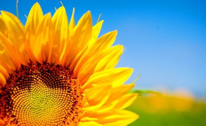 Благодаря нейронным связям цвет может менять состояние круче. чем антидепресанты 