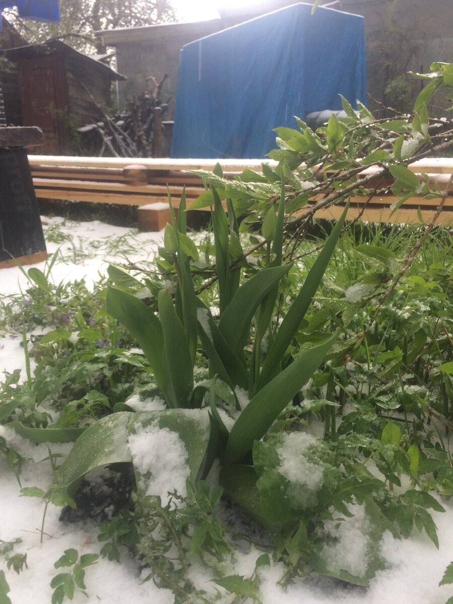 Тюльпаны еще не распустились...