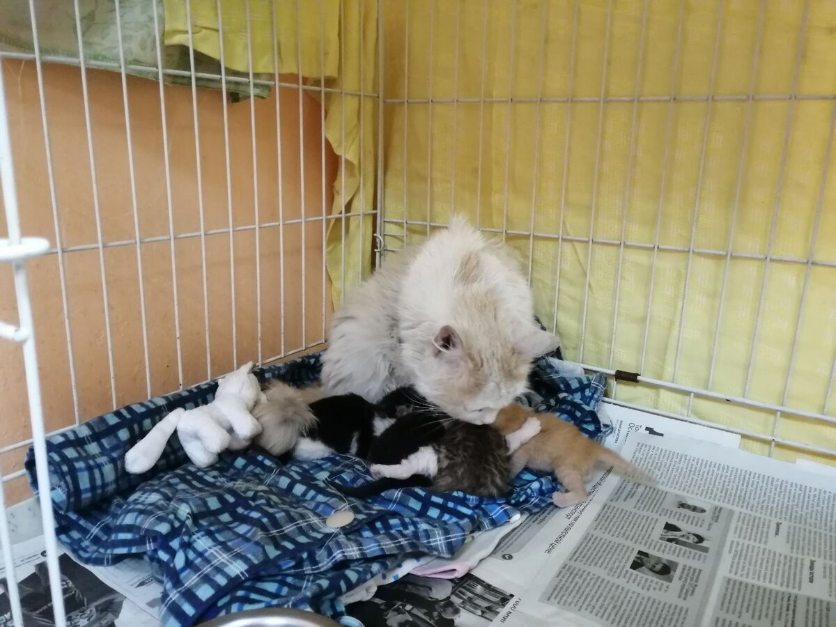 приют дружок старая русса