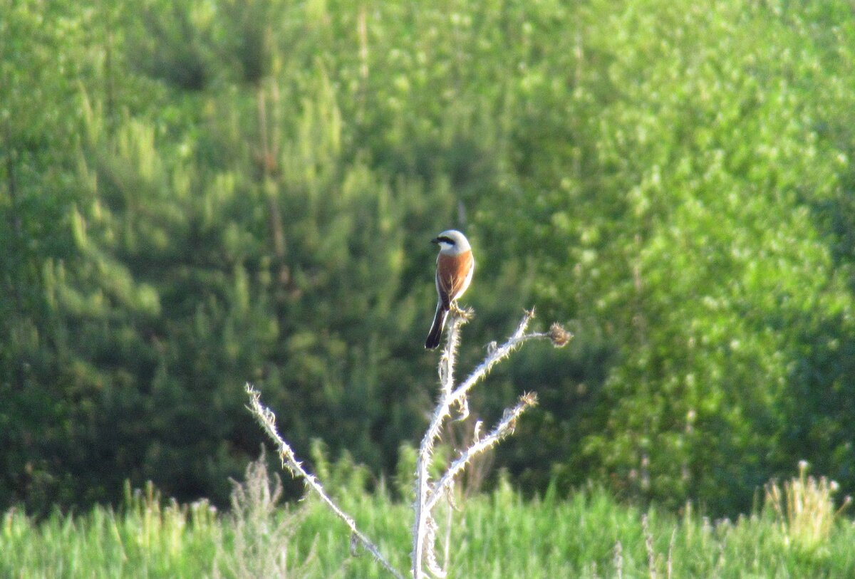 Жулан-самец высматривает добычу. Фото автора
