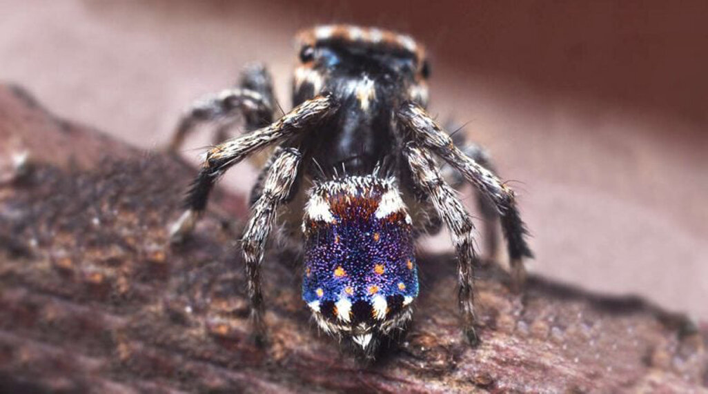 Пауки ночные животные. Паук-Павлин (Maratus volans). Арахнология. Космический паук. Паук Павлин под микроскопом.