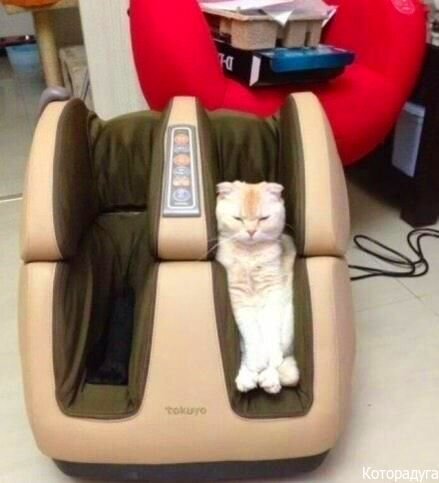 Смешные котики. Источник:  vk.com