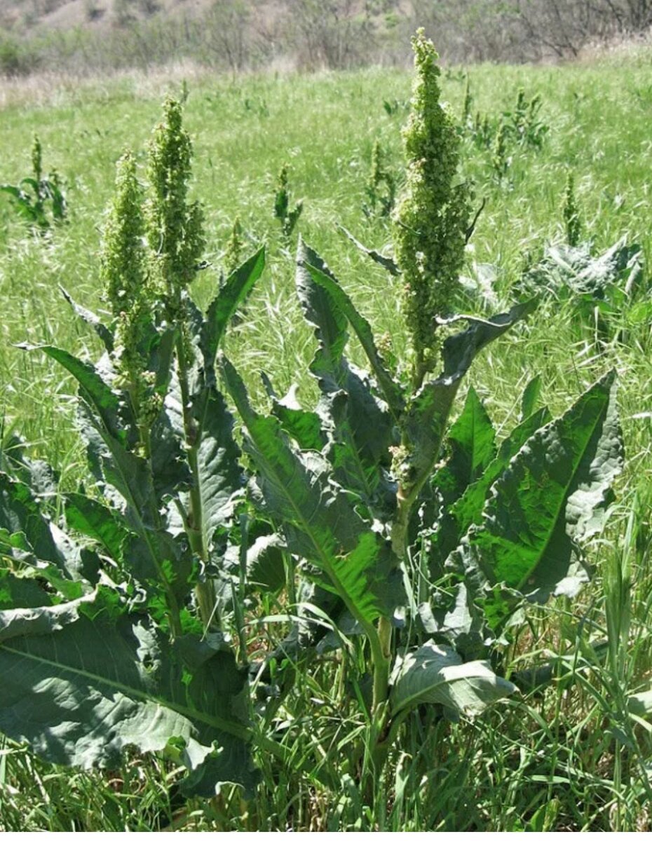 Лошадиная трава. Щавель конский (Rumex confertus). Конский щавель (дикий щавель). Конский щавель авелук. Конский щавель (Rumex crispus).