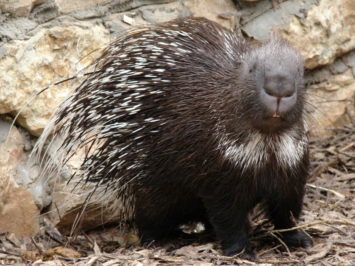 Фото : rigazoo.lv