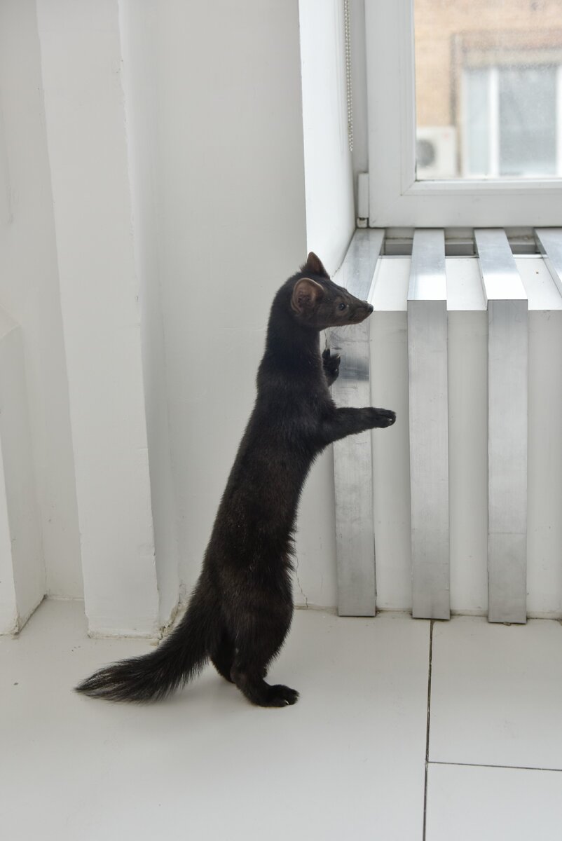 Бадди чем-то заинтересовался.