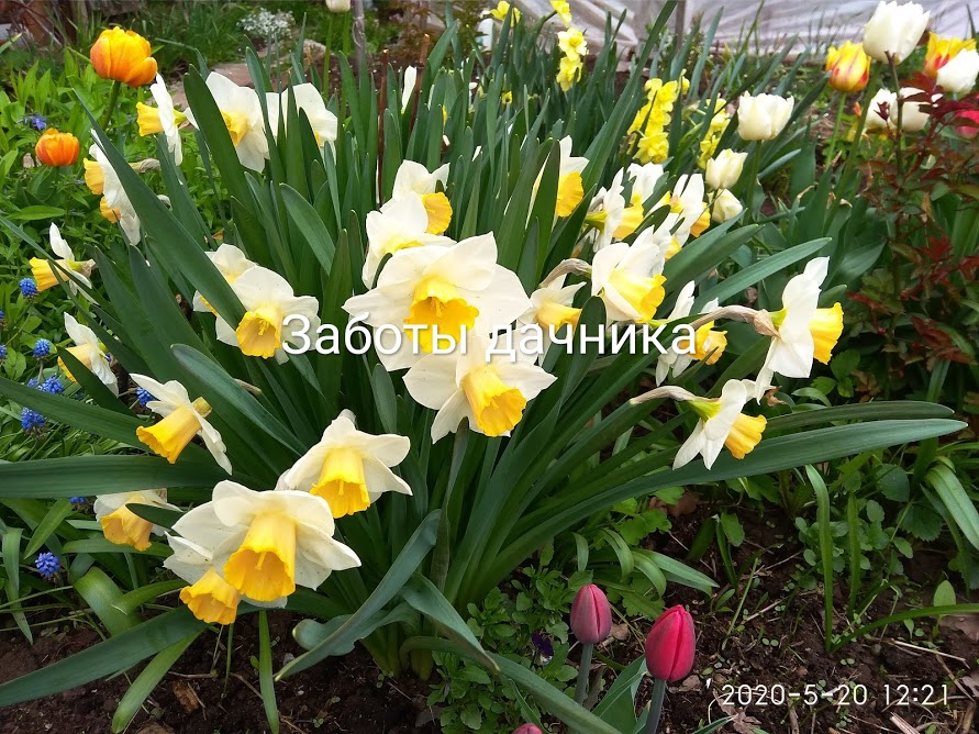 Нарциссы