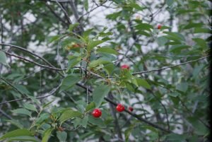 Вишня созревает. Веранда. Алупка.Крым. июнь 2019