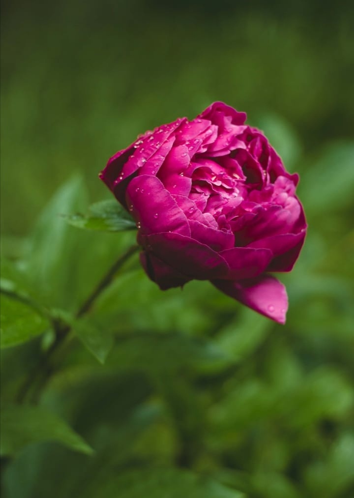 Пионы красивые. 