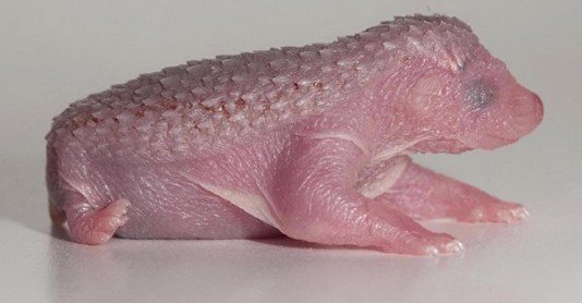 Вот несколько стадий развития ежонка от рождения.Милашки)