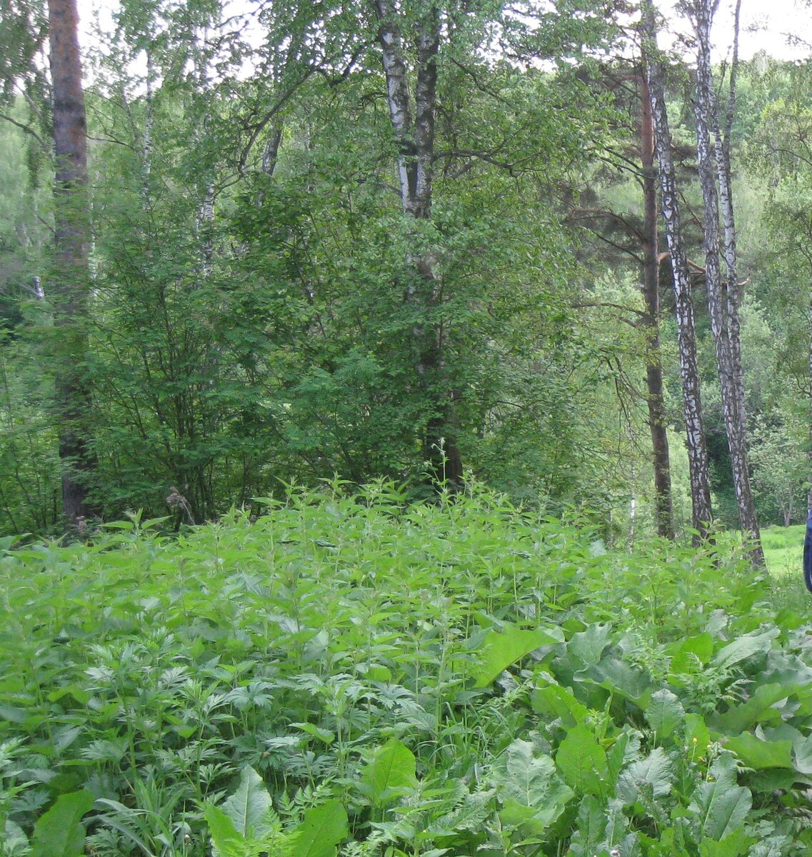Стала она бабушку звать, а в ответ тишина. Села девочка на пенек, плачет да себя жалеет. Долго ли она так сидела, нет ли, а только стало ей страшно, что не сможет она из леса дорогу найти, останется в лесу навсегда.                                                                    Фото из личного архива