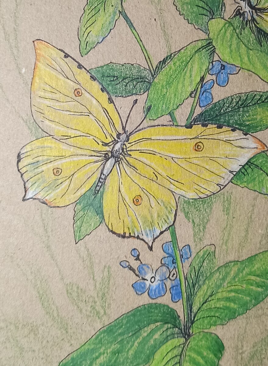 Как нарисовать бабочку поэтапно – krylovclub.ru