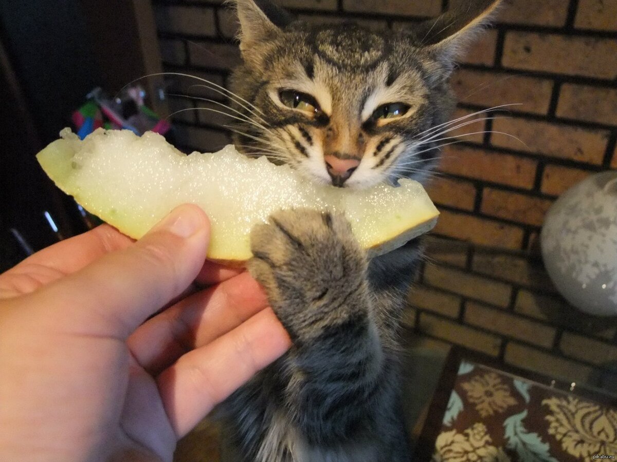 Коты – настоящие привереды в еде, хотя не способны чувствовать вкусовое разнообразие.