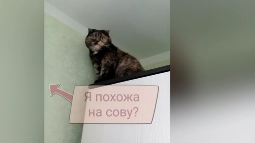 Ещё один день из жизни обычной домашней кошки