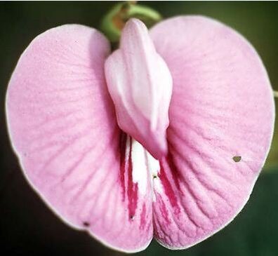 Студентам медицинских вузов можно уроки анатомии по цветку проводить...