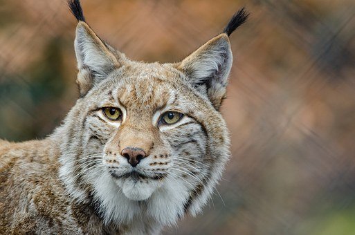 https://cdn.pixabay.com/photo/2015/11/02/21/16/lynx-1019069__340.jpg