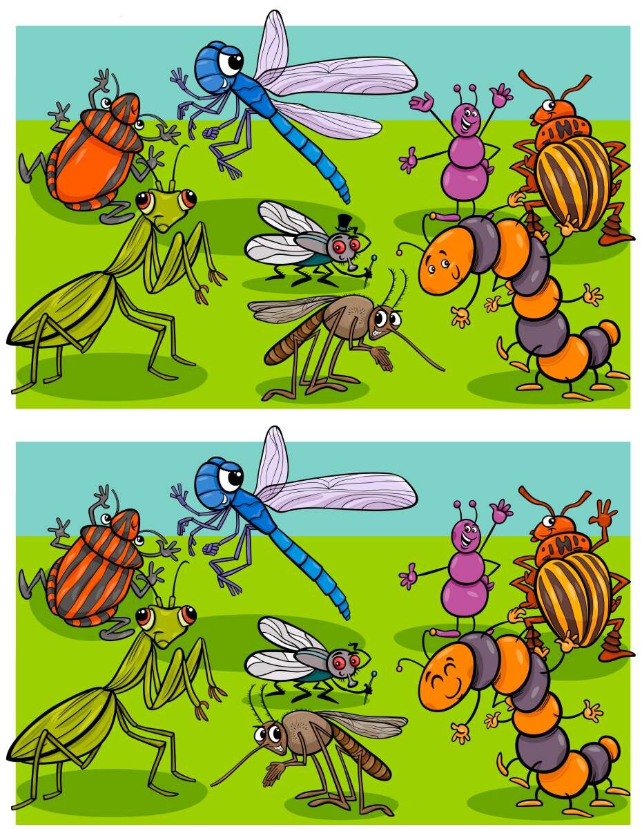 Найди отличия насекомые