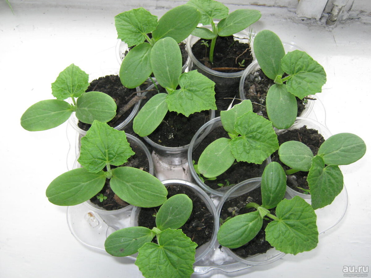 Рассада огурцов