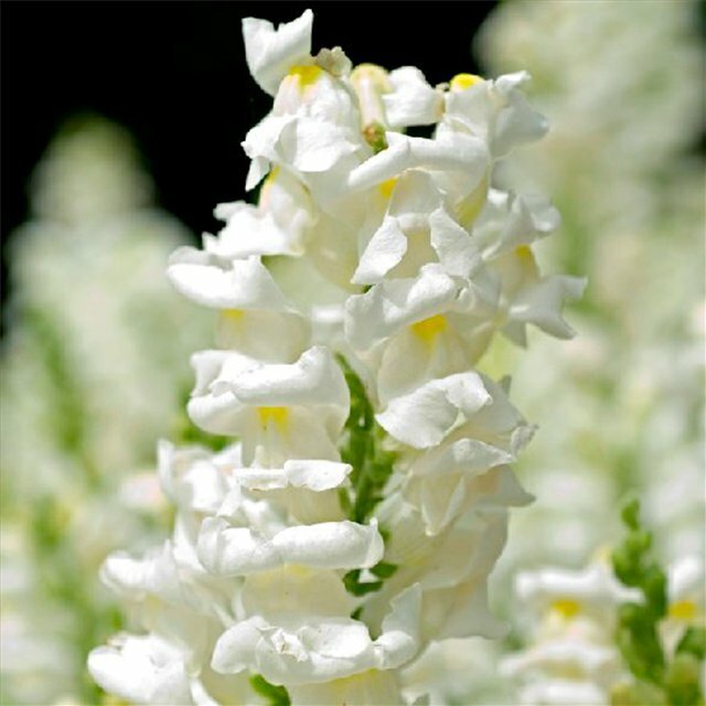 Причины появления львиного зева в садах: