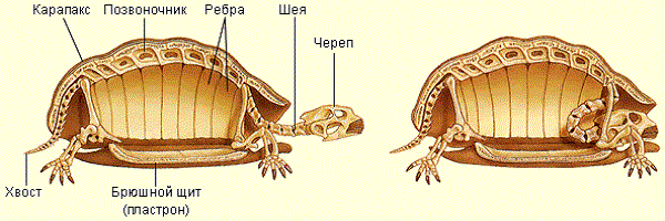 atlasprirodirossii.ru