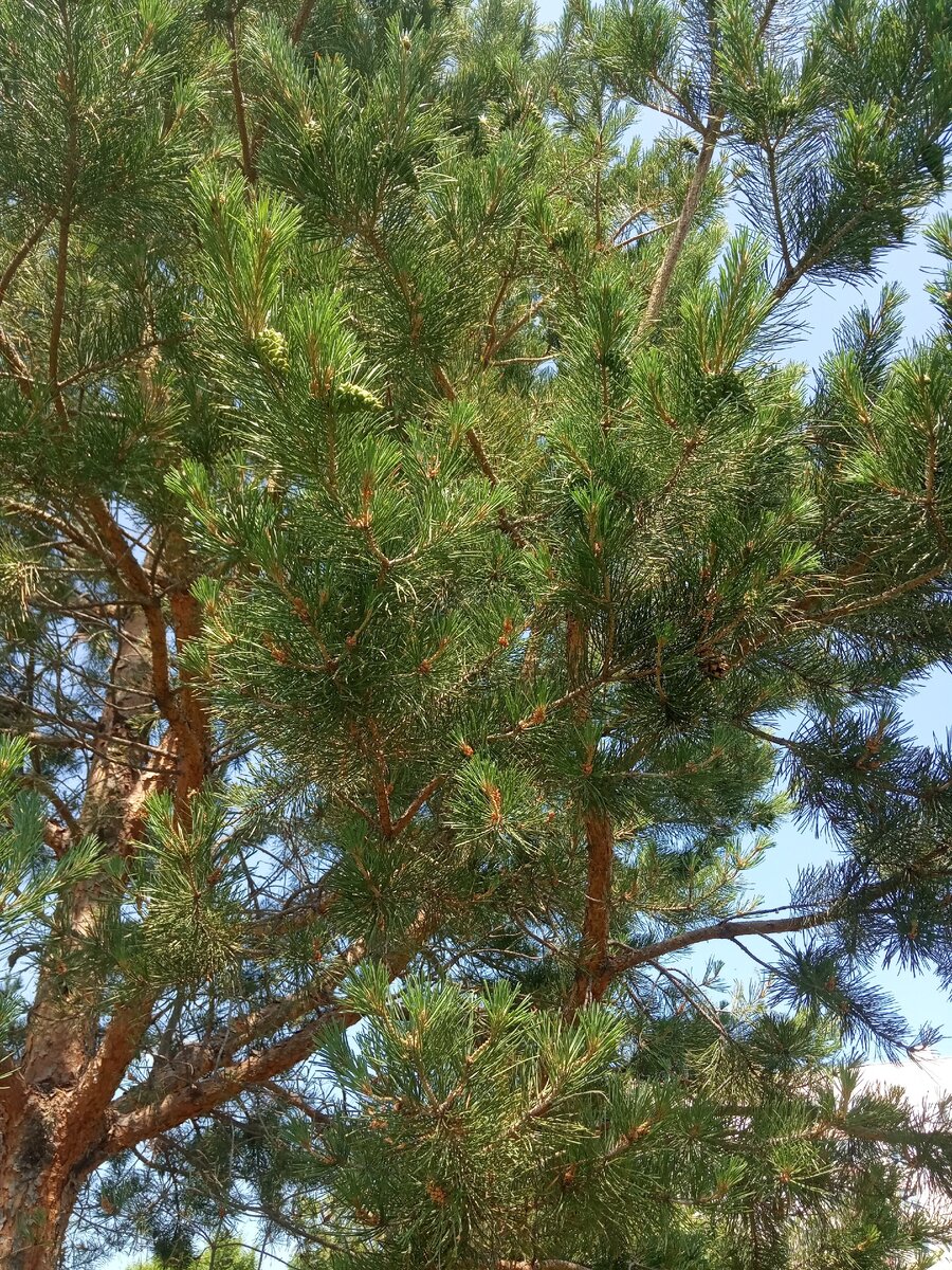 Зелёных шишек на ней ну очень много