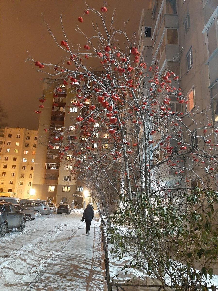 ДВОР ЗАМЕР В ОЖИДАНИИ НОВОГО ГОДА