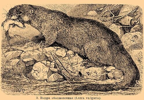 1 Lutra vulgaris. Источник - Энциклопедический словарь Брокгауза и Ефрона.