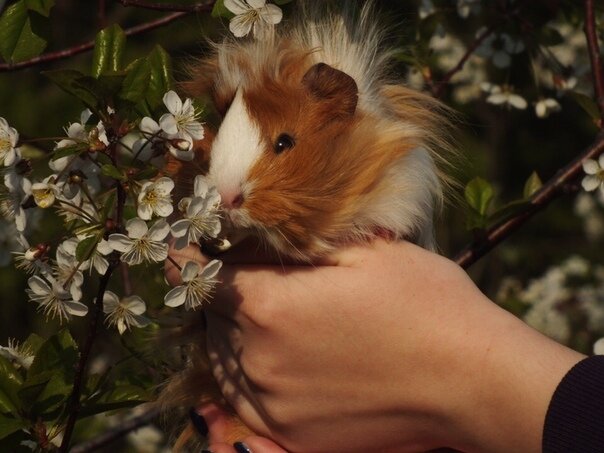 Почему морская свинка стучит зубами? Важные причины и их значение