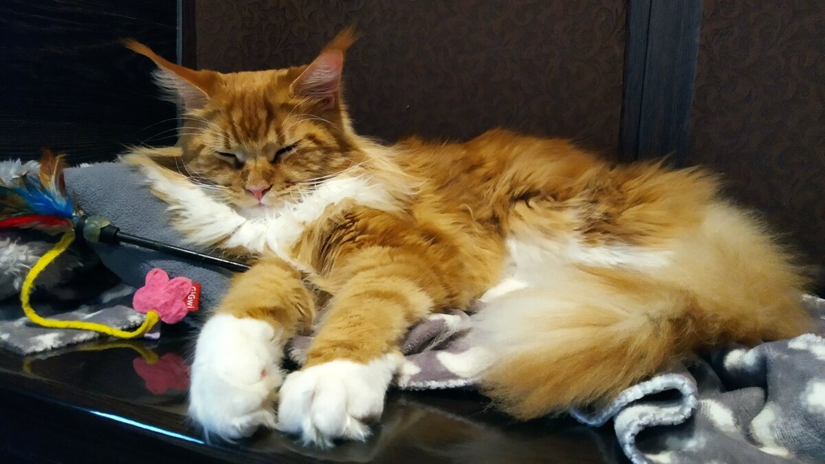 Мейн кун Стëпа.