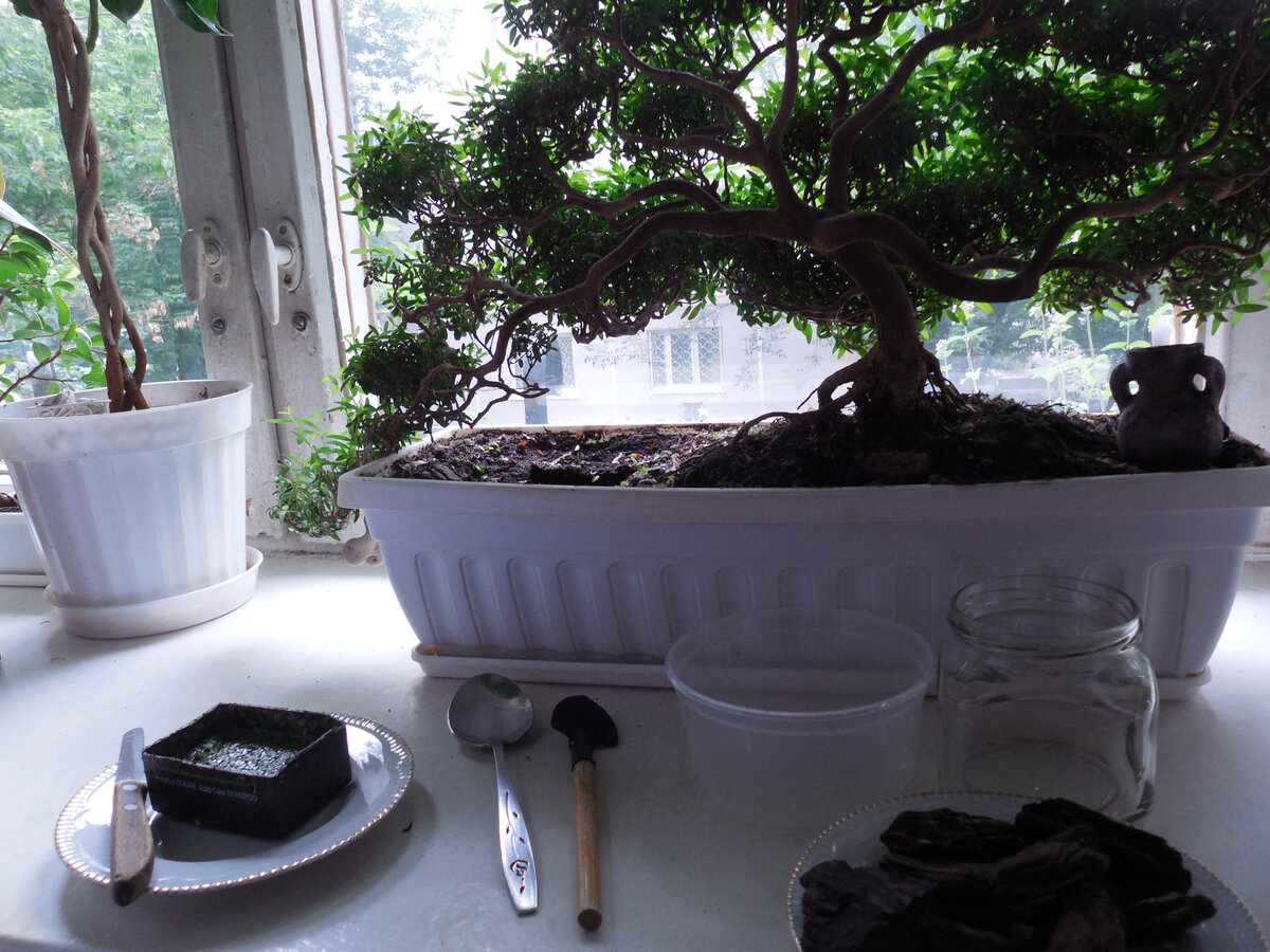 Старая ёмкость уже вытащена, в ней видна ряска. Для работы всё готово. Даже ножик. Пригодилось всё!