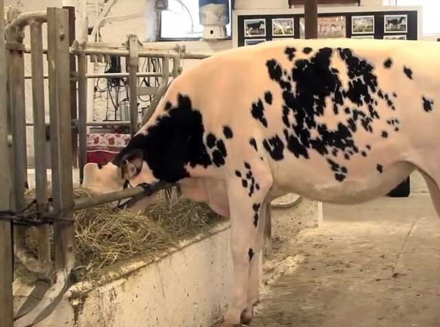 Как лечить мастит у коров