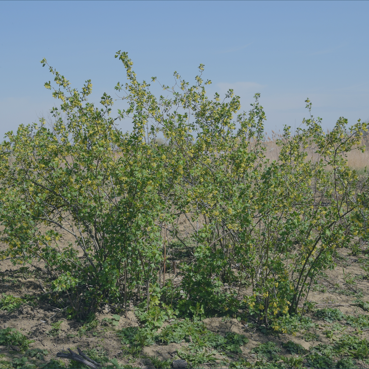 Куст золотистой смородины