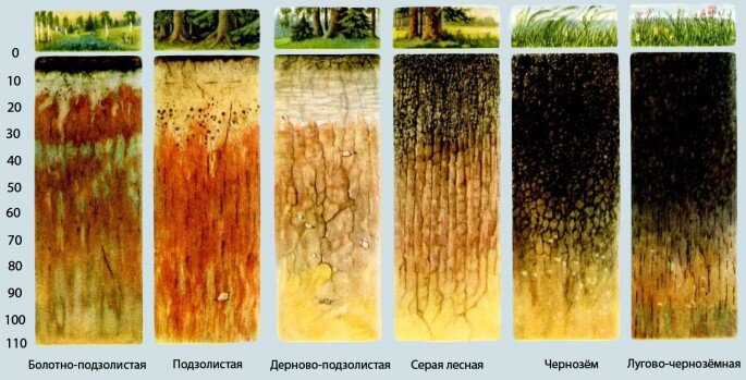 Глинистая основа оптимальна для сооружений из бетона или кирпича на плитном либо столбчатом фундаменте. Для дерева подойдет свайный метод или мелкозаглубленный ленточный. Торфяник подходит только для нетяжелых зданий. Такая основа подвержена скоплению влаги, поэтому при морозах может вспучиваться. Здесь идеальным вариантом считается свайный или монолитный способ. Либо же ленточный, но при условии создания песчаной подушки. На суглинке стоит монтировать свайный, плитный или свайно-винтовой фундамент.