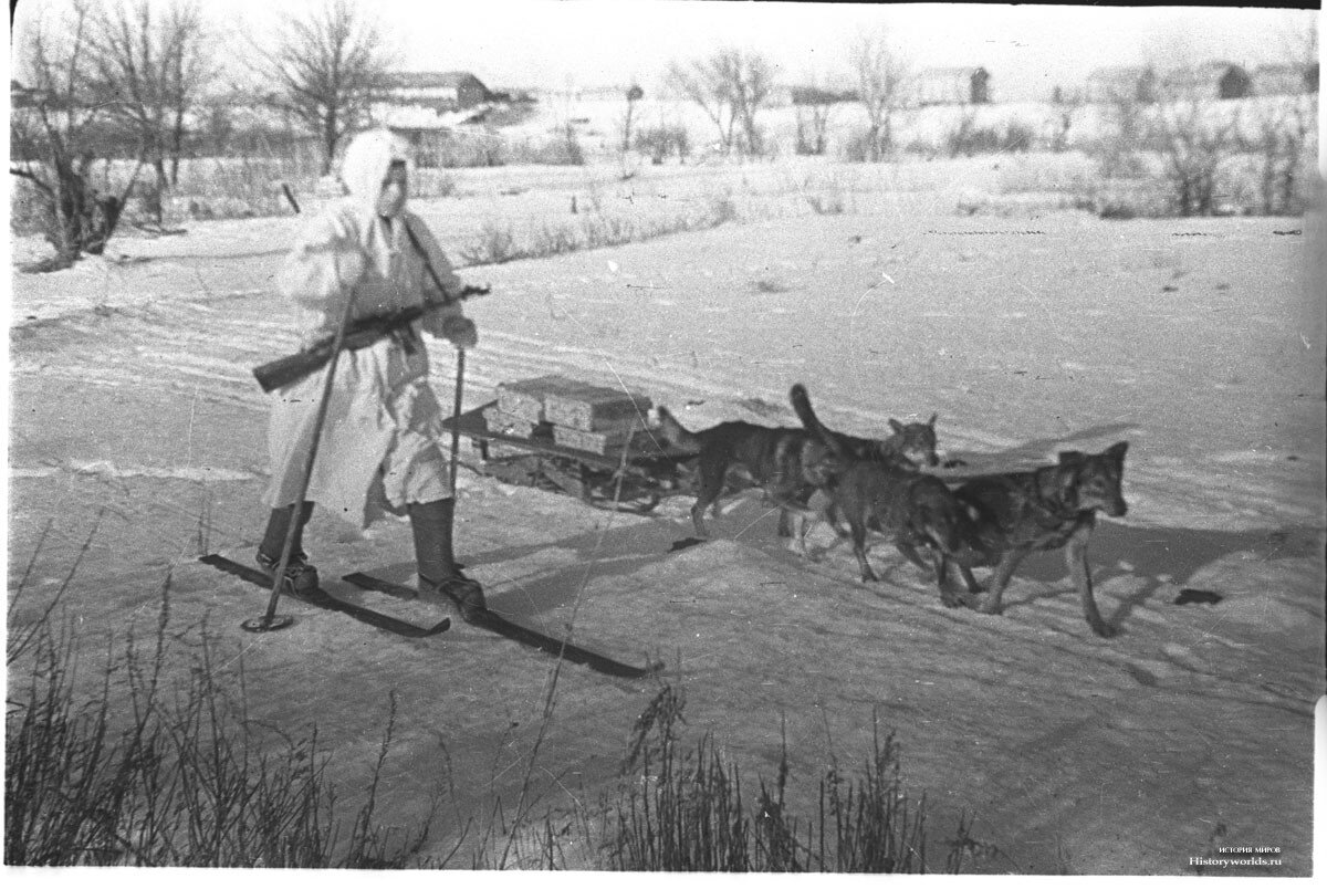 Ездовые собаки в вов фото