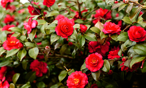Самые удивительные цветы в мире 🌷 
Трудно даже представить количество разнообразных растений, нашедших место на нашей планете: их много — яркие, спокойные, большие и маленькие, странные и самые обычные — все они радуют глаз и вызывают положительные эмоции. Разве вы не радуетесь, когда проходя по летнему парку, видите огромный куст цветущих лилий? 

Но вместе с нашими лилиями можно встретить и те удивительные цветы, которых вы, скорее всего, даже не встречали. Готовы познакомиться с ними поближе? 

🌸 Красная камелия.

Скорее всего, если вы увидите этот цветок, у вас возникнет вопрос: а в чем удивительность этого растения, если выглядит оно вполне обычно? Дело в том, что растет этот цветок всего лишь в двух местах на нашей планете: это теплица в Великобритании и сад в Новой Зеландии. Больше нигде и никогда вы его не встретите. 

🌺 Раффлезия арнольди. 

Это — один из самых больших растений-паразитов, размер цветков которых достигает метра, а вест — 4-5кг. У этого цветка нет ни стебел, ни листков, ни корней! Удивительно, правда? 

🌸 Вельвичия. 

Это настоящий старожил. Цветок может жить и развиваться от 400 до 1500 лет! Её созвездия очень сильно напоминают шишки, а два листка могут достигать длины до 1 метра. 

🌺 Вольфия. 

В отличии от указанных выше великанов, этот цветок является настоящей малюткой, цветы которого никогда не превышают размеров головки спички, а растение состоит из стебелька длиной до 2 миллиметров! У этого растения нет корня, а увидеть цветения можно очень и очень редко!