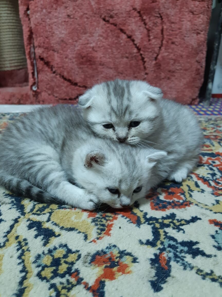 Шотландские котята расцветка Серебристый табби (вискас).