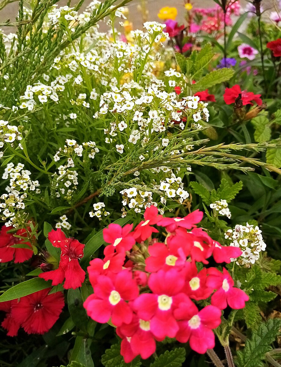 Вербена белая фото цветов на клумбе