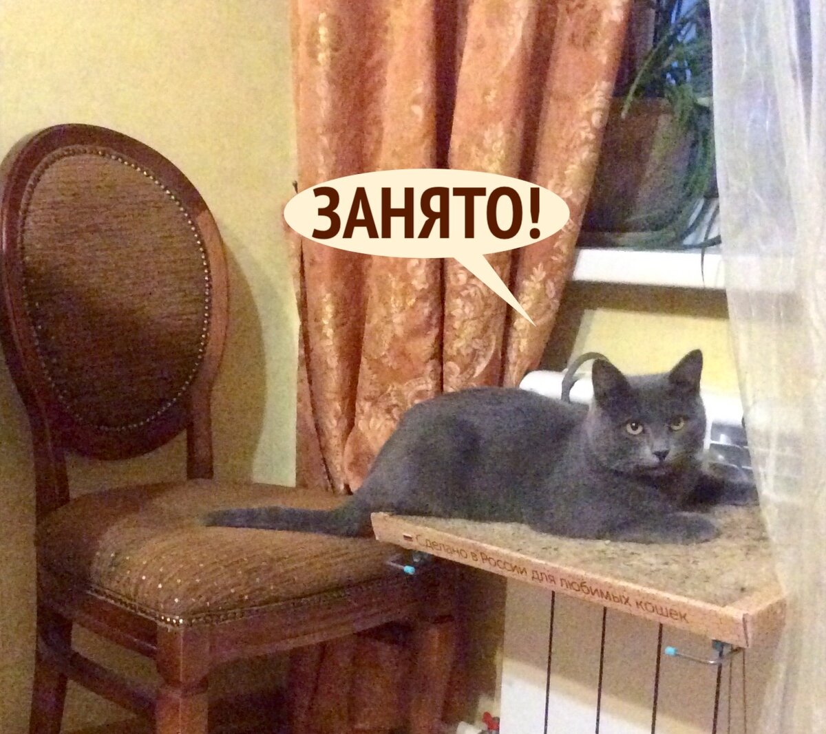 Прикольные КОТОфотки: улыбаемся и пляшем🤣 | Мой обожаемый кот | Дзен