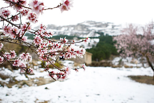 Миндаль зимой. Цветущие деревья в снегу. Цветение снега. Дерево апрельский снег в Китае.