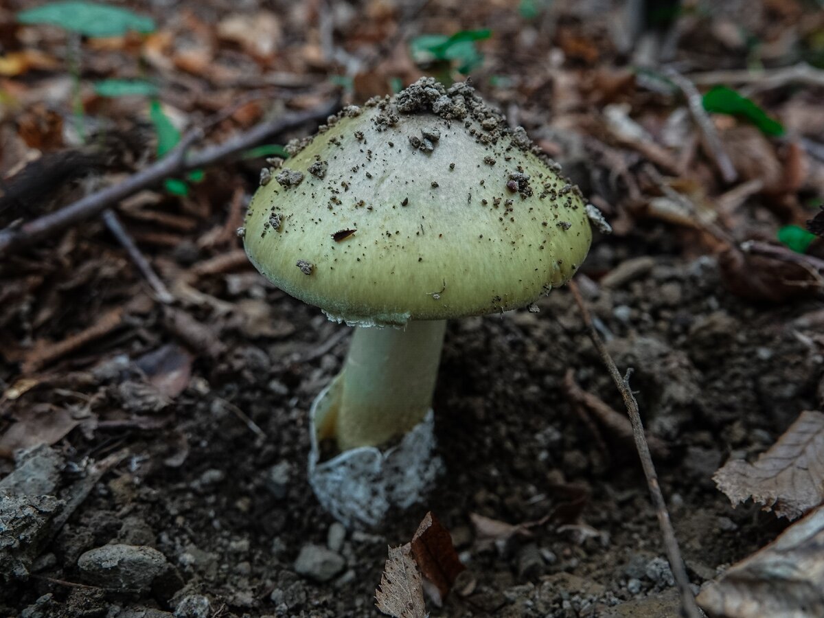Зеленушка гриб