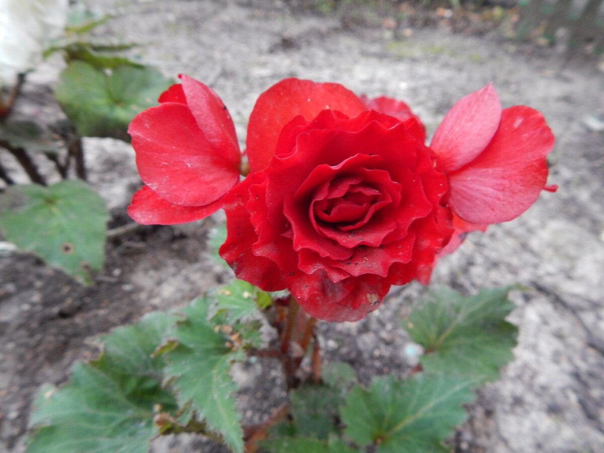 Бегония комнатная