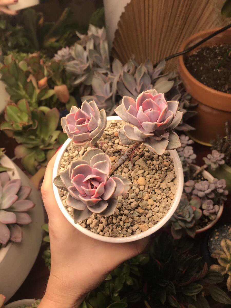 E.Rainbow в Лечузе