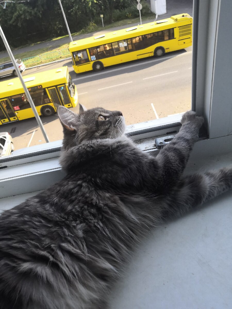 котик наблюдает за мухой