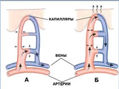 Рис. Сосуды кожи при теплосохранении (А) и теплоотдаче (Б)