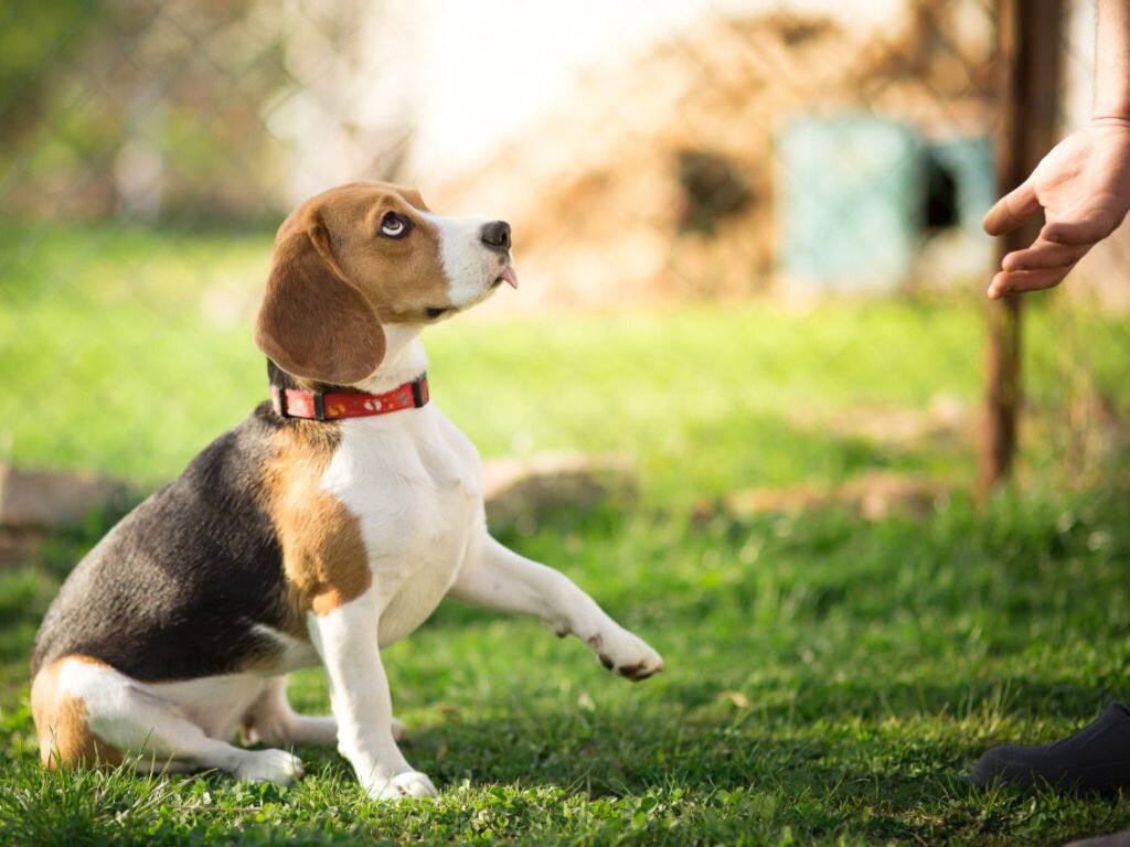 Источник: https://glorypets.ru