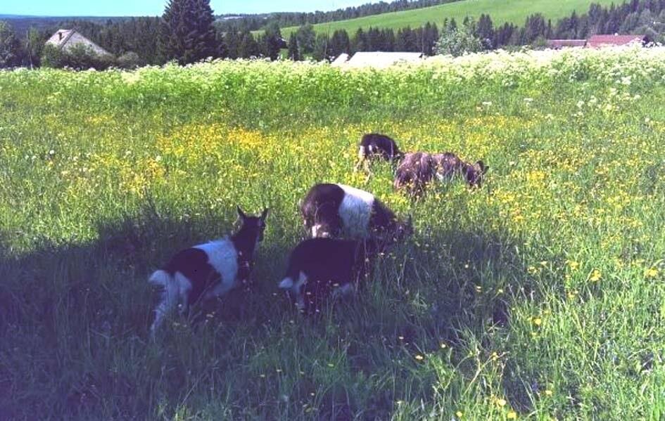 Сельская идиллия