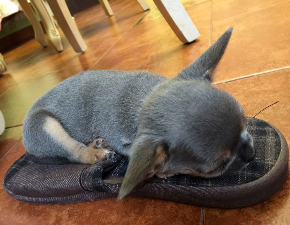 Флорида Натальевна угрозы для обуви не представляет